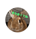うちのペットども1 OUR PET 1（個別スタンプ：25）