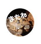 うちのペットども1 OUR PET 1（個別スタンプ：30）