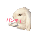 うちのペットども1 OUR PET 1（個別スタンプ：34）