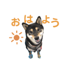 黒柴きびのスタンプ（個別スタンプ：1）