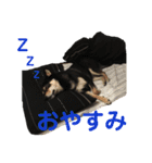 黒柴きびのスタンプ（個別スタンプ：2）