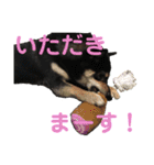 黒柴きびのスタンプ（個別スタンプ：5）