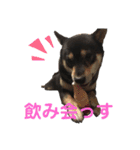 黒柴きびのスタンプ（個別スタンプ：6）