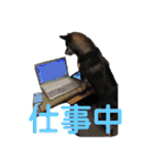 黒柴きびのスタンプ（個別スタンプ：9）