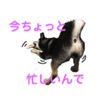 黒柴きびのスタンプ（個別スタンプ：10）
