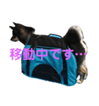 黒柴きびのスタンプ（個別スタンプ：12）