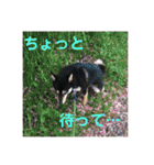 黒柴きびのスタンプ（個別スタンプ：14）