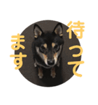 黒柴きびのスタンプ（個別スタンプ：15）
