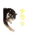 黒柴きびのスタンプ（個別スタンプ：27）