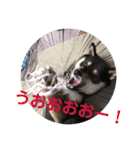 黒柴きびのスタンプ（個別スタンプ：30）