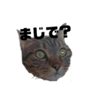 へんな猫のスタンプ（個別スタンプ：2）