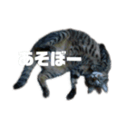 へんな猫のスタンプ（個別スタンプ：3）