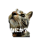 へんな猫のスタンプ（個別スタンプ：8）