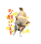 犬のくう（個別スタンプ：1）