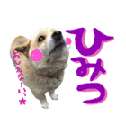 犬のくう（個別スタンプ：2）