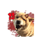 犬のくう（個別スタンプ：3）