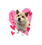 犬のくう（個別スタンプ：4）