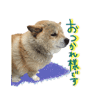 犬のくう（個別スタンプ：5）