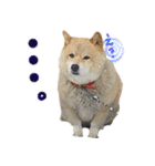犬のくう（個別スタンプ：6）