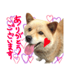 犬のくう（個別スタンプ：7）