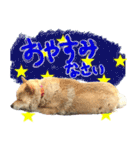 犬のくう（個別スタンプ：8）