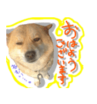 犬のくう（個別スタンプ：9）