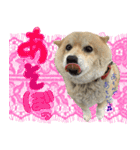 犬のくう（個別スタンプ：10）