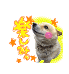 犬のくう（個別スタンプ：11）