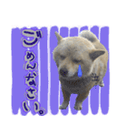 犬のくう（個別スタンプ：13）