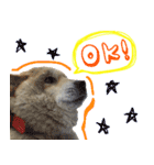 犬のくう（個別スタンプ：14）