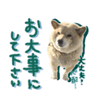 犬のくう（個別スタンプ：16）