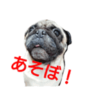 パグのビビ！（個別スタンプ：1）