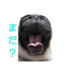 パグのビビ！（個別スタンプ：4）