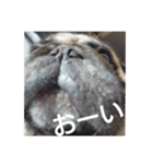 パグのビビ！（個別スタンプ：11）