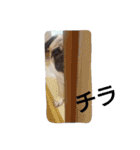 パグのビビ！（個別スタンプ：15）