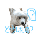 ピレニーズ琥珀スタンプ（個別スタンプ：1）