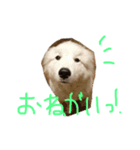 ピレニーズ琥珀スタンプ（個別スタンプ：2）