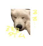 ピレニーズ琥珀スタンプ（個別スタンプ：3）
