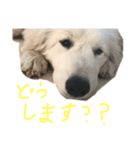 ピレニーズ琥珀スタンプ（個別スタンプ：7）