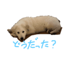ピレニーズ琥珀スタンプ（個別スタンプ：8）