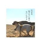 トトの気っ持ち♪（個別スタンプ：7）
