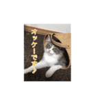 猫の寒月 かんチャンネルvol.100記念（個別スタンプ：2）