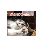 猫の寒月 かんチャンネルvol.100記念（個別スタンプ：6）