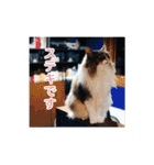 猫の寒月 かんチャンネルvol.100記念（個別スタンプ：10）