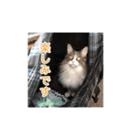 猫の寒月 かんチャンネルvol.100記念（個別スタンプ：12）