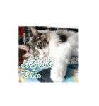 猫の寒月 かんチャンネルvol.100記念（個別スタンプ：13）