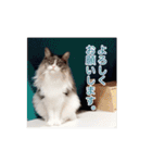 猫の寒月 かんチャンネルvol.100記念（個別スタンプ：14）