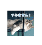 猫の寒月 かんチャンネルvol.100記念（個別スタンプ：15）