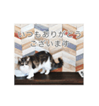 猫の寒月 かんチャンネルvol.100記念（個別スタンプ：20）