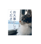 猫の寒月 かんチャンネルvol.100記念（個別スタンプ：24）